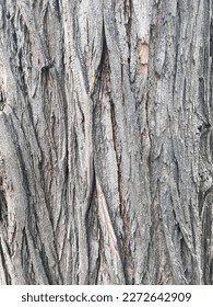 Close up texture of maple tree bark near