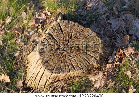 Close up texture of old tree tump in forest.