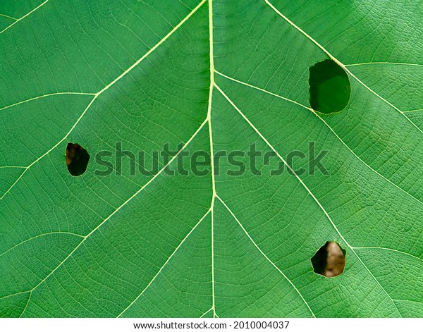 Close Texture On Leaf Teak Tree Stock Photo Edit Now 2010004037
