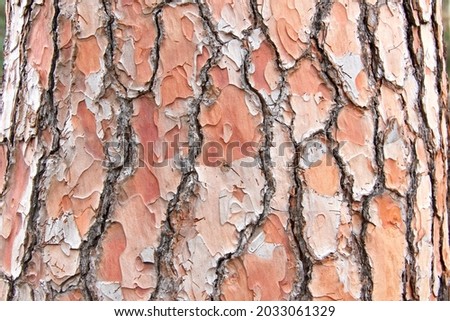 Close up of texture on trunk of a Ponderosa Pine tree in California. Bark peeling in a unique puzzle formation