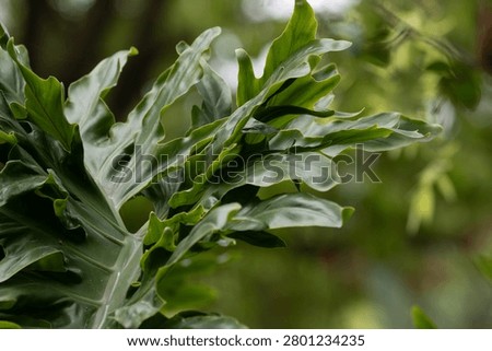 Close up texture and pattern, Dense, glossy, and deeply lobed foliage of a Thaumatophyllum bipinnatifidum.Philodendron