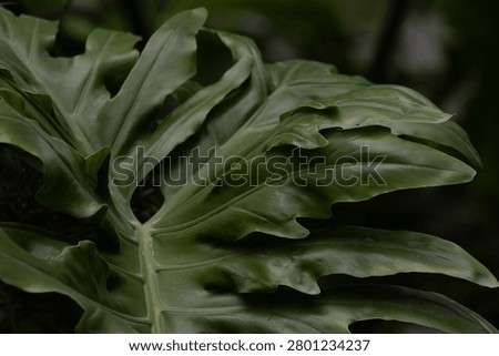 Close up texture and pattern, Dense, glossy, and deeply lobed foliage of a Thaumatophyllum bipinnatifidum.Philodendron