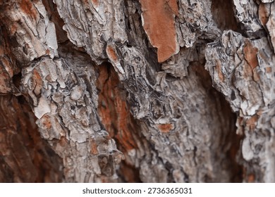 Close up texture of rough brown tree bark.