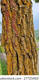 close up texture of rough pine tree bark covered in vibrant orange and raddish moss. natural forest wood background