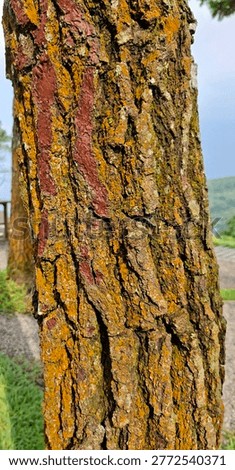 close up texture of rough pine tree bark covered in vibrant orange and raddish moss. natural forest wood background
