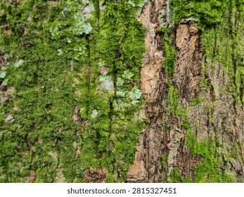 Close up texture of rough tree bark with green moss and white lichen growing on surface, natural weathered wood background