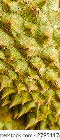 Close up texture of sharp durian skin spikes, green nature abstract background.