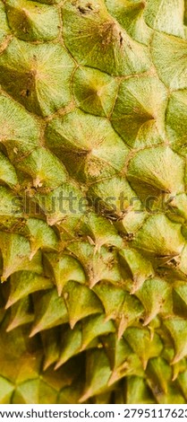 Close up texture of sharp durian skin spikes, green nature abstract background.