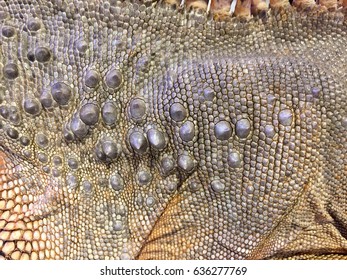 Close Up Texture Skin Of Brown Iguana Lizard