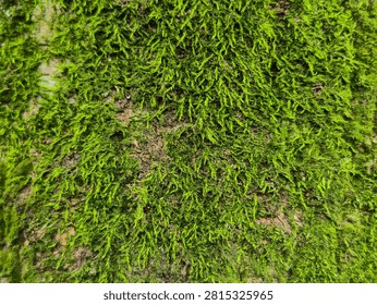 Close up texture of thick green needle moss carpet covering rough tree bark, lush forest background, natural organic pattern