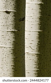 Close up texture of tree bark