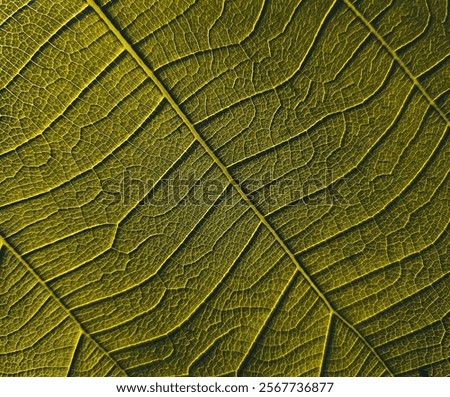 Close up texture of tree leaf for backgound