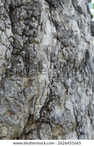 close up texture of tree trunk