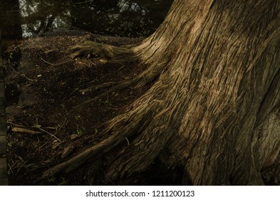 close up of the texture of the trunk of a large tree, with the reflection of sunlight at sunset. brown tree bark texture pattern.