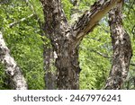 Close up texture view of beautiful brown and tan colored torn bark on a showy river birch tree (betula nigra)