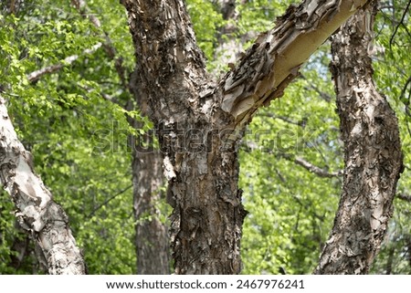 Close up texture view of beautiful brown and tan colored torn bark on a showy river birch tree (betula nigra)