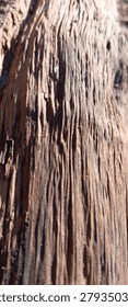 Close up texture of weathered and aged tree bark with deep grooves