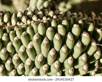 Close up of textured pattern on cholla cactus