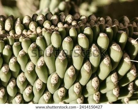 Close up of textured pattern on cholla cactus