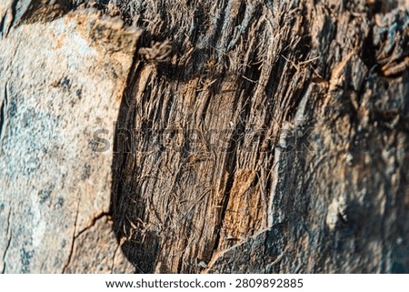 Close up of textured rough tree bark with fibrous vertical patterns in warm brown, tan, and gray tones. Asia