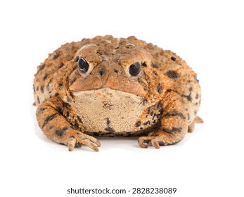 Close up of a textured toad with rough skin and prominent eyes sitting still with bumpy skin