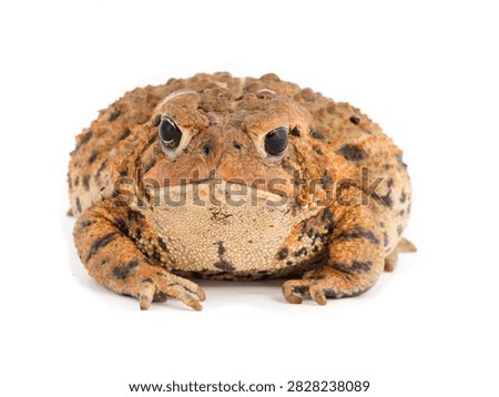 Close up of a textured toad with rough skin and prominent eyes sitting still with bumpy skin