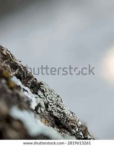 Close up of textured tree bark covered with lichen and moss. Detailed macro of aged wood surface with soft blurred gray background and light bokeh. Perfect for concepts of nature, texture, aging, organic, background, abstract, and minimalist design.