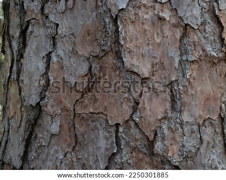 Close up of the textured, weathered bark on the trunk of a loblolly pine tree in Texas.