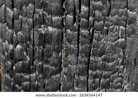 Close up of the texturee pattern of a burnt stump.                               