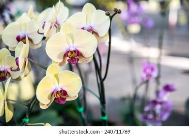 Close up Thai Phalaenopsis orchid flower with soft green garden background.