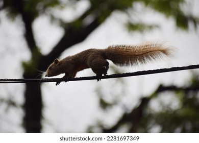 Close up to thai squirrel that was stop climbing and staring at something while it was being at the surface of the electric wire,A cute squirrel walks alone,a squirrel walking on the power lines.