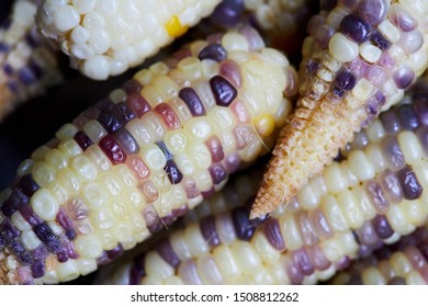 Close up of Thai waxy corn - Shutterstock ID 1508812262