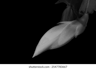 Close up of a Thanksgiving Cactus flower bud, Schlumbergera truncata, beginning to bloom, against a black background, in black and white - Powered by Shutterstock