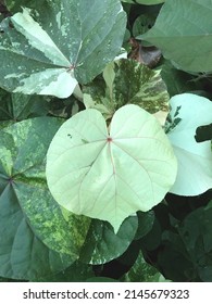 Close Up Thespesia Populnea Variegated,Portia Tree