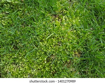 Close up of thick green grass with yellow moss weeds growing amongst it. Background image for posters, flyers, and brochures.
