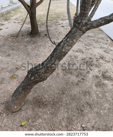 Close up of a thick tree trunk growing slanted outdoors on dry soil ground.