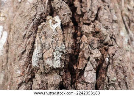 Close up thickened tree bark. Bark surface texture. Natural background 