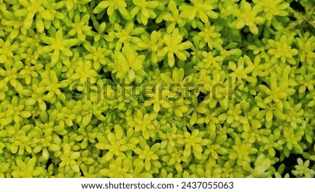 Close up of the thin leaves of Stone Crop, a yellow-green plump succulent plant that grows in clusters
