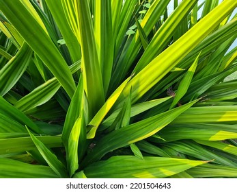 Close Up Thorny Green Pandanus Tree