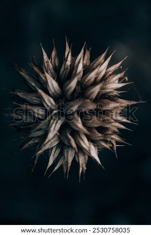 Similar – Image, Stock Photo Plant whose name I do not yet know