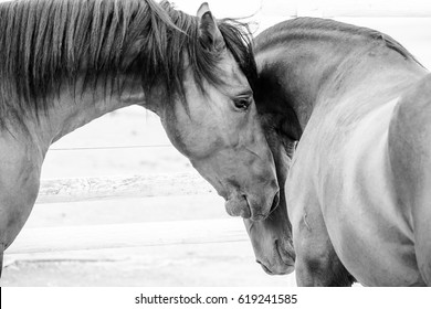 Close up of a thorough bred horse in a pen - Shutterstock ID 619241585