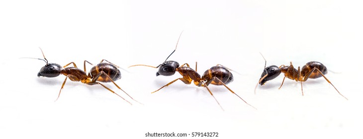 Close Up Three Ant On White Background.