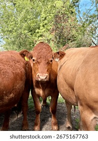 Close Up Of Three Brown Cows Standing In A Meadow 