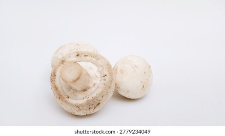 Close up of three champignons (Agaricus) isolated on a white background. Edible mushroom