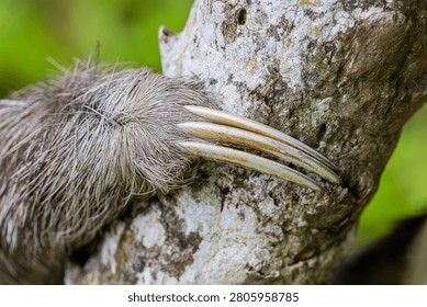 A close up of the three clawed forelimb of a Pale throated Sloth (Bradypus tridactylus), highlighting its specialized climbing adaptation.
