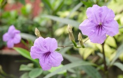 Close Up Of Three Fresh Purple Ruellia Tuberosa, Minnieroot, Fever Root, Snapdragon Root Or Sheep Potato Plants In Garden. 