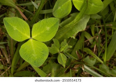 Close up of a three leaf clover  in the grass. The three leaf clover was used. Y St. Patrick to represent the holy trinity of the father, the son, and the Holy Spirit. Background with copy space. 