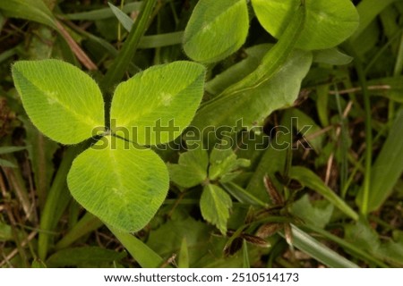 Close up of a three leaf clover  in the grass. The three leaf clover was used. Y St. Patrick to represent the holy trinity of the father, the son, and the Holy Spirit. Background with copy space. 