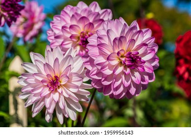 Close up of three pink and white Dahlia flowers in sunlight, with other colorful flowers in the soft background - Powered by Shutterstock