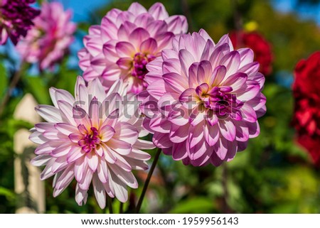 Close up of three pink and white Dahlia flowers in sunlight, with other colorful flowers in the soft background